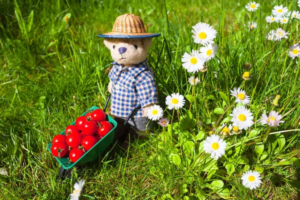 Little Teddy Bear Gardener Transports Tomatoes Wheelbarrow Daisy Meadow — Stock Photo, Image