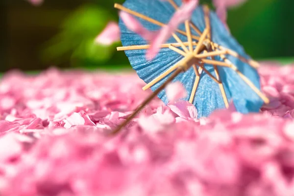 Miniature Paper Parasol Carpet Falling Cherry Blossom Petals Spring Copy — Stock Photo, Image