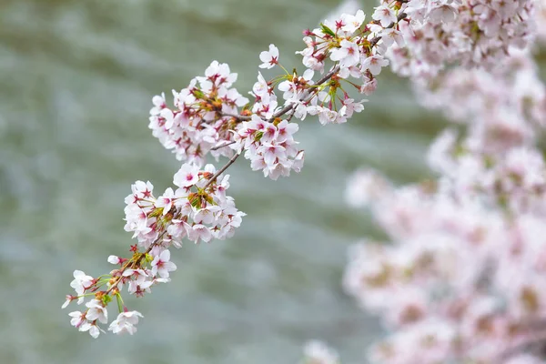 Twig Cherry Tree Bloom Copy Space — Stock Photo, Image