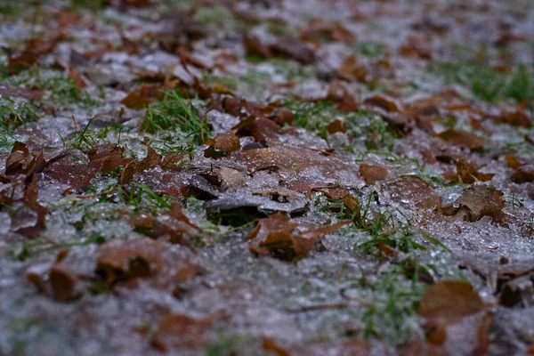 Sneeuw Ligt Het Gras Bladeren Van Struiken — Stockfoto