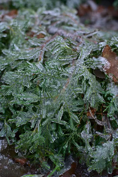 Snow Lies Grass Leaves Bushes — Stock Photo, Image