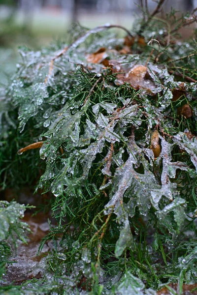 Χιόνι Βρίσκεται Στο Γρασίδι Και Φύλλα Των Θάμνων — Φωτογραφία Αρχείου