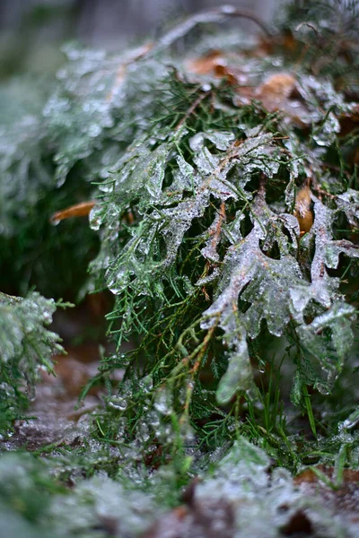 Snow Lies Grass Leaves Bushes — Stock Photo, Image