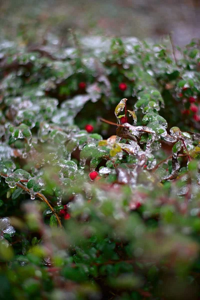 Arbusto Com Bagas Vermelhas Cobertas Neve — Fotografia de Stock