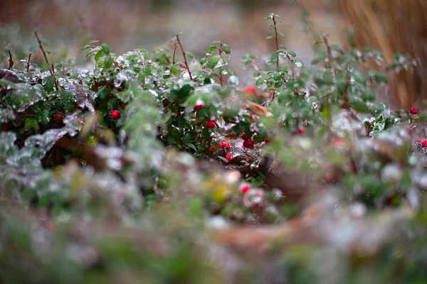 Neige Repose Sur Herbe Les Feuilles Des Buissons — Photo