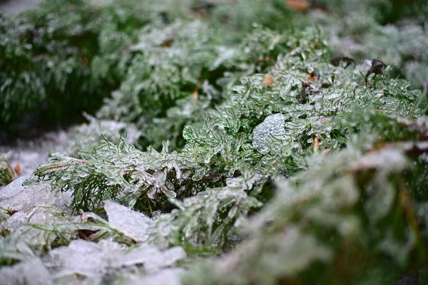 Χιόνι Βρίσκεται Στο Γρασίδι Και Φύλλα Των Θάμνων — Φωτογραφία Αρχείου
