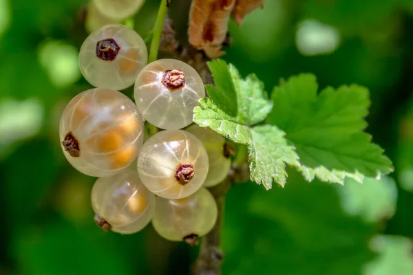 Ein Zweig Weißer Johannisbeeren Einem Strauch Eine Seltene Pflanzengattung Aus — Stockfoto