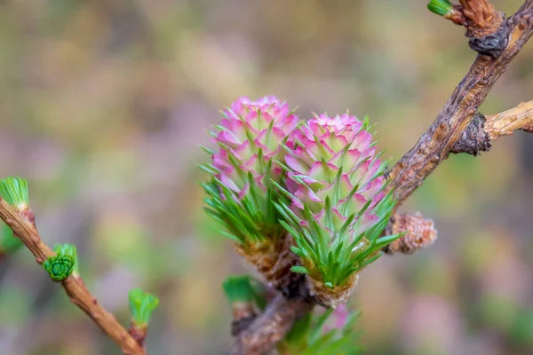Female flowers (cones) of the larch tree. Close-up