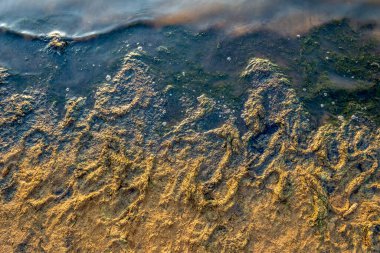 Denizin ya da gölün kirli kumlu kıyıları alüvyonlu ve çamurlu suyla. Kavram: ekoloji, çevre kirliliği. Doku, yakın çekim. 