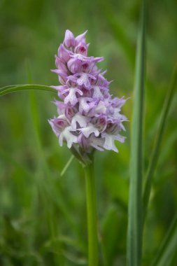 Vahşi Orkide, çayırda, doğal ortamda yakınlaşır.