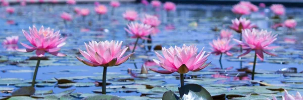 Florescem Lótus Cor Rosa Lago Ashdod Israel — Fotografia de Stock