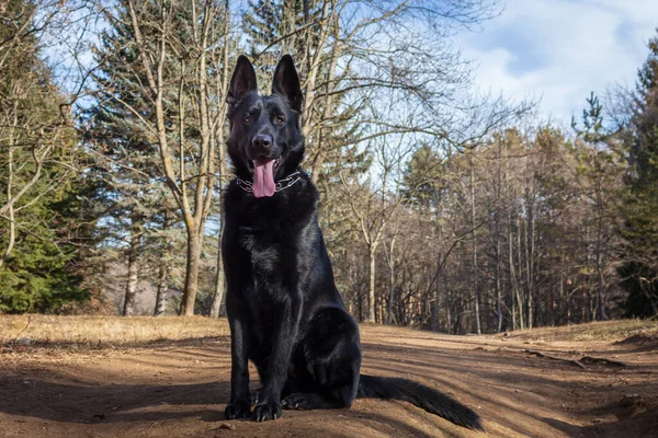 Svart Schäfer Stor Stark Hund Har Svart Färg Sitter Ett — Stockfoto