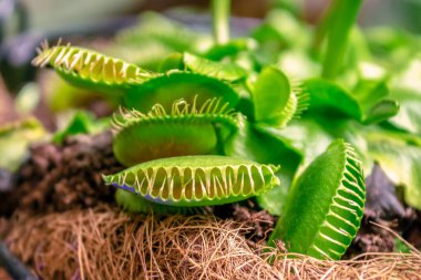 Venüs Sinek Kapanı (Dionaea muscipula), tropikal bölgede yetişen etçil bir bitkidir. Evde yetişiyor..