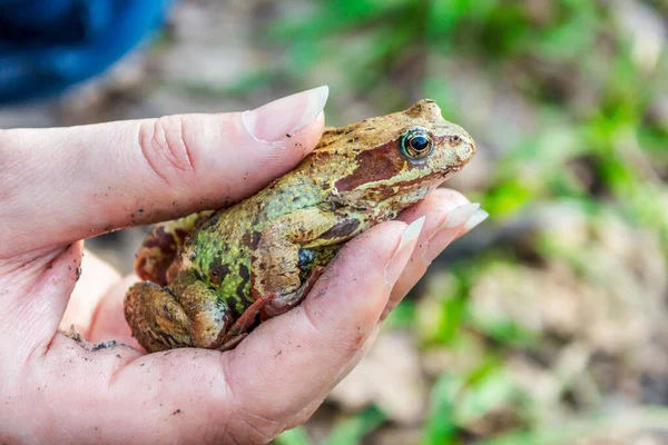 Frog in woman\'s hand. A common representation of taillless amphibians.