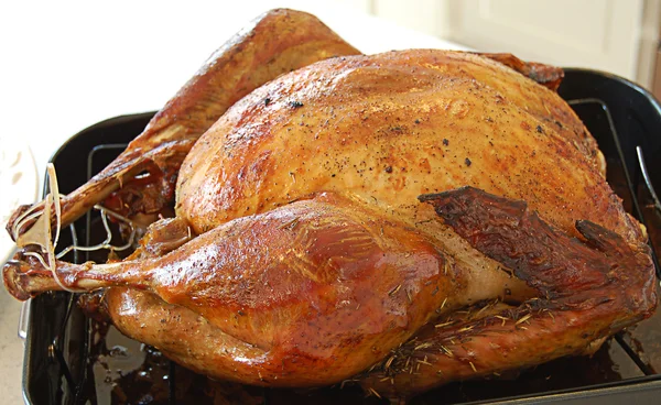 Turkey Close Up — Stock Photo, Image