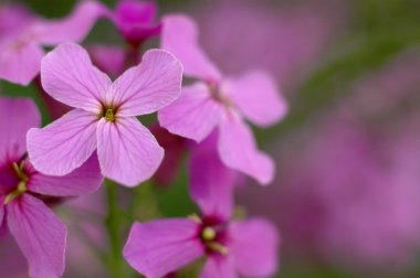 Pembe çiçek dames roket
