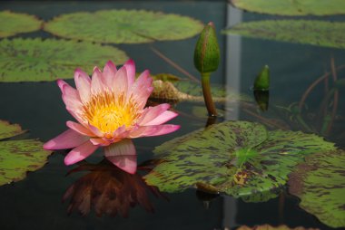 pembe ve sarı lotus çiçeği yüzer yüzer