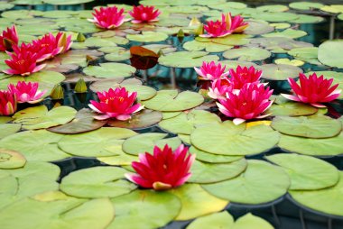 Kırmızı lotus çiçekleri