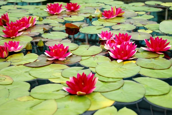 Lotus rouge fleurs — Photo