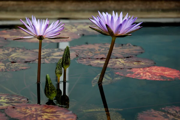 Kwiaty fioletowe lotosu w wodzie — Zdjęcie stockowe