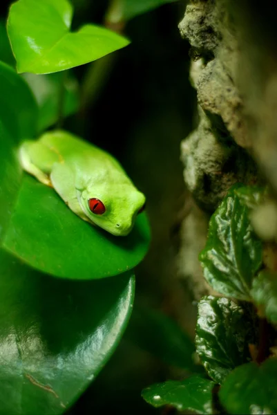 赤い目の木のカエル ストック画像