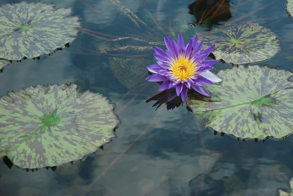 Flor flutuante de lótus roxo — Fotografia de Stock