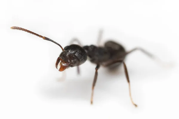 Makro Fotografia Głowy Szczęk Czarnej Mrówki Izolowane Białym Tle — Zdjęcie stockowe
