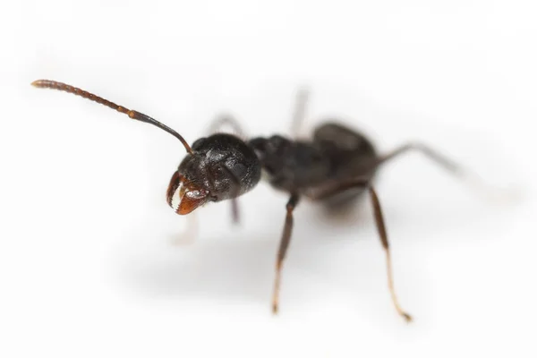 Macro Fotografia Cabeça Mandíbulas Formiga Negra Isoladas Fundo Branco — Fotografia de Stock