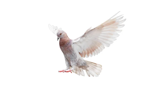 Beweging Scene Rock Pigeon Vliegen Lucht Geïsoleerd Witte Achtergrond Met — Stockfoto