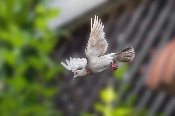 Beweging Scene Rock Pigeon Vliegen Lucht Geïsoleerd Wazige Achtergrond — Stockfoto