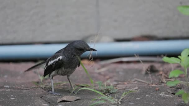 Close Oriental Magpie Robin Holds Several Branches Its Beak Build — Stock Video