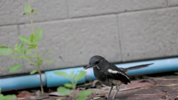 Aproape Oriental Magpie Robin Fost Căutarea Pentru Ramuri Pentru Construi — Videoclip de stoc