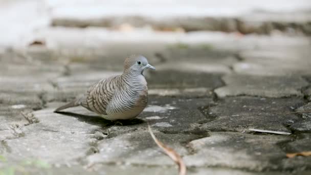 Close Wounded Zebra Dove Hopping Ground — Stock Video