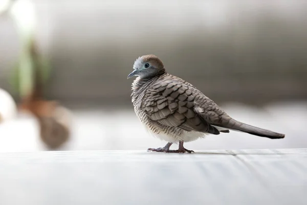 Een Close Van Zebra Dove Stond Grond — Stockfoto