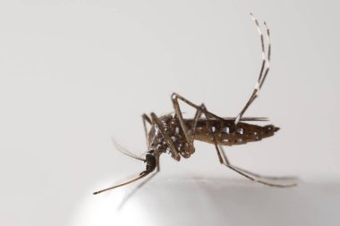 Beyaz Zemin Üzerinde Sarı Ateş Sivrisineğinin Makro Fotoğrafı