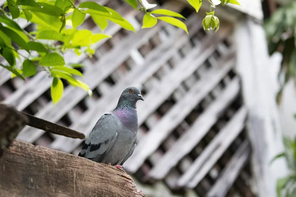 特写镜头下的岩石鸽子栖息在一个独立于背景的木材上 — 图库照片