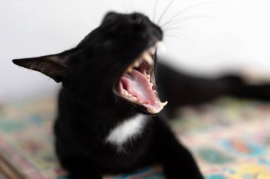 Arka planda yalıtılmış esneyen siyah bir kedinin yakın plan görüntüsü, dil üzerine seçici odaklanma