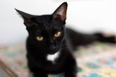 Yakın plan huysuz kara kedi arka planda izole edilmiş..