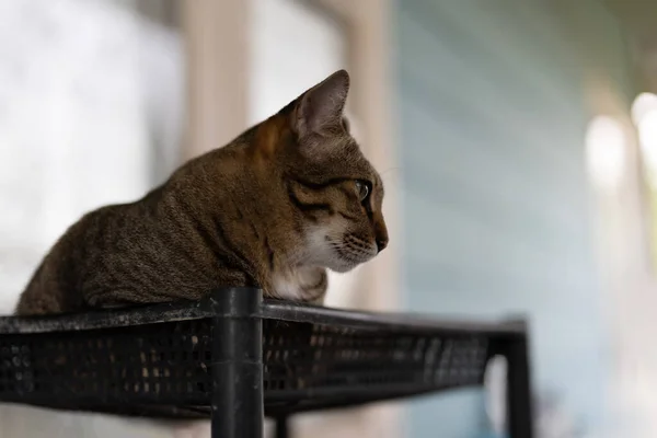 Close Tabby Kot Leżący Koszyku Izolacja Tle — Zdjęcie stockowe