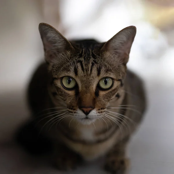 Detailní Tabby Kočka Při Pohledu Fotoaparát Izolované Pozadí — Stock fotografie