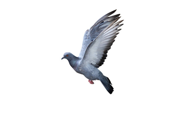 Movement Scene of Rock Pigeon Flying in The Air Isolated on White Background with Clipping Path
