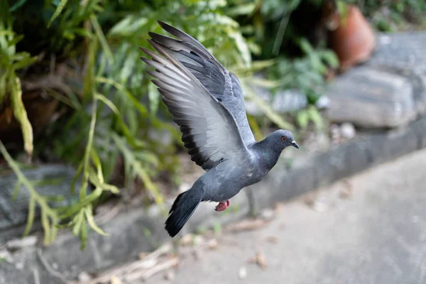 Movement Scene Rock Pigeon Flying Air Isolated Blurry Background — Stok fotoğraf