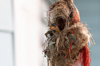 Yakın plan Olive-Backked Sunbird in Nest Bulanık Arkaplanda İzole Edildi