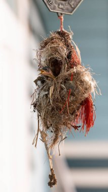Yakın plan Olive-Backked Sunbird in Nest Bulanık Arkaplanda İzole Edildi