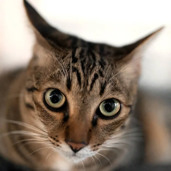 Close-up head of tabby cat Isolated on background.