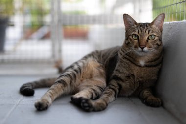 Yakın plan tekir kedi yerde yatıyor..