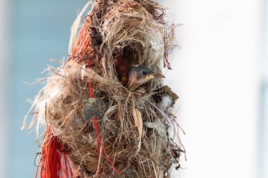 Yakın plan Olive-Backked Sunbird in Nest Bulanık Arkaplanda İzole Edildi