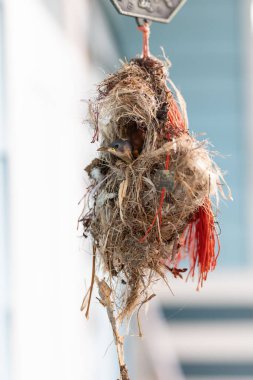Yakın plan Olive-Backked Sunbird in Nest Bulanık Arkaplanda İzole Edildi