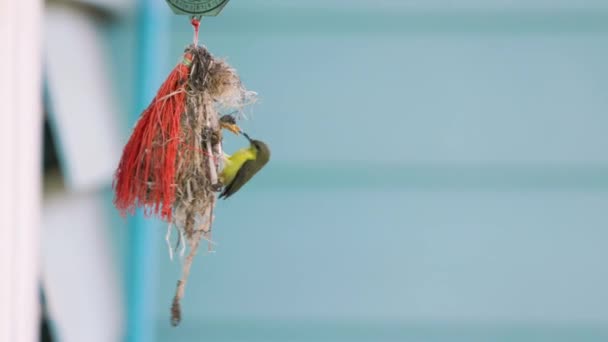 Nahaufnahme Olive Backed Sunbird Feeding Baby Nest — Stockvideo