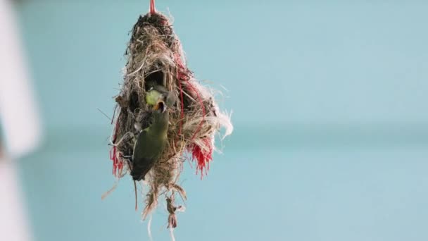 Nahaufnahme Olive Backed Sunbird Feeding Baby Nest — Stockvideo